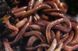 Черв'як дендробена 1кг dendrobena фото 1